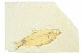 Knightia Fossil Fish From Wyoming  - Photo 4